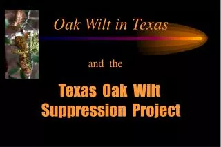 Oak Wilt in Texas
