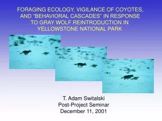 FORAGING ECOLOGY, VIGILANCE OF COYOTES, AND “BEHAVIORAL CASCADES” IN RESPONSE TO GRAY WOLF REINTRODUCTION IN YELLOWST