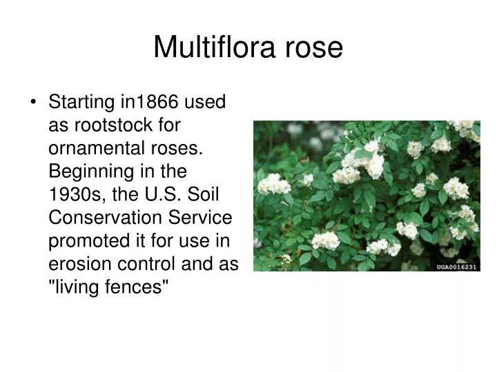 multiflora rose