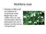 Multiflora rose - slide 1