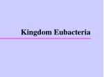 Kingdom Eubacteria - slide 1