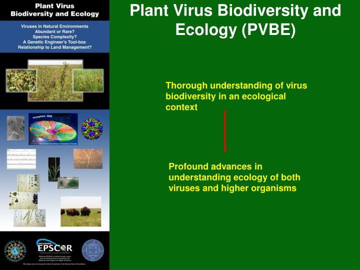 plant virus biodiversity and ecology pvbe