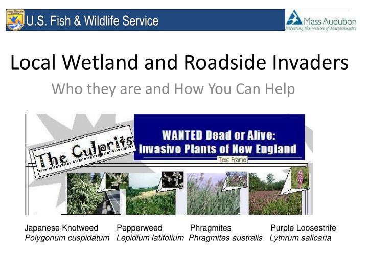 local wetland and roadside invaders