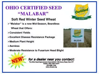Soft Red Winter Seed Wheat