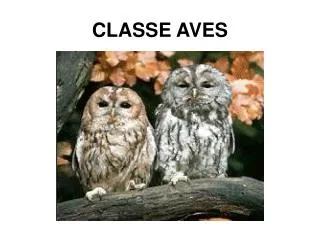 CLASSE AVES