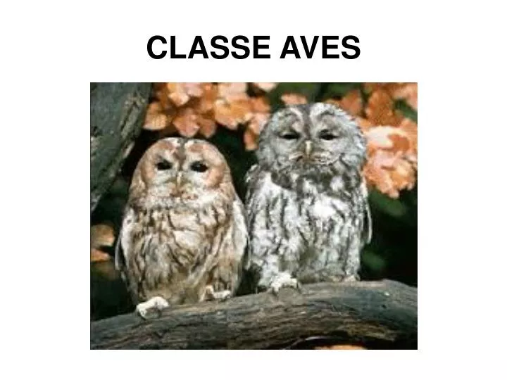 classe aves