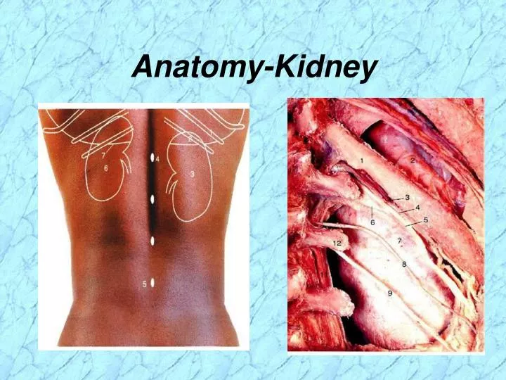 anatomy kidney