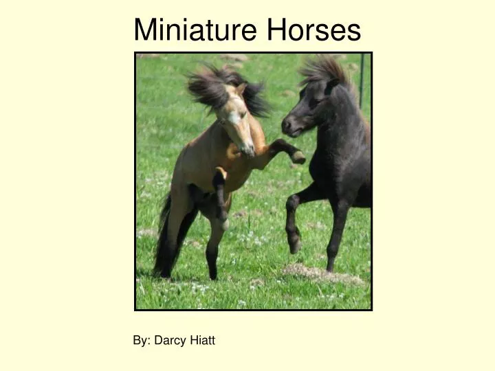 miniature horses
