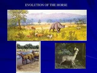 EVOLUTION OF THE HORSE