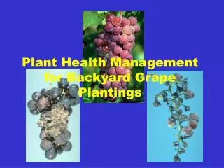 Plant Health Management for Backyard Grape Plantings