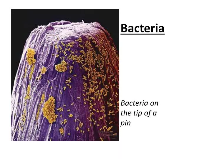 bacteria bacteria on the tip of a pin
