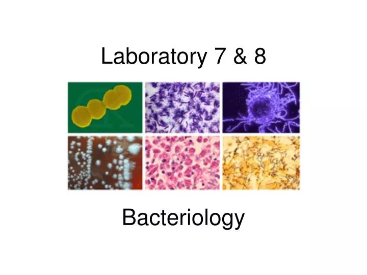 laboratory 7 8 bacteriology