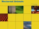 Nocturnal Animals - slide 1