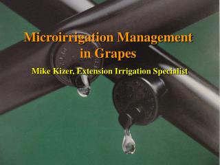 Microirrigation Management in Grapes Mike Kizer, Extension Irrigation Specialist