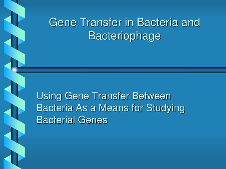 gene transfer in bacteria and bacteriophage