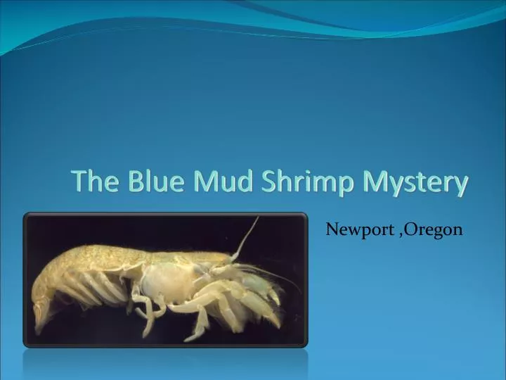 the blue mud shrimp mystery