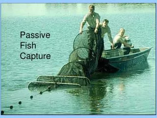 Passive Fish Capture