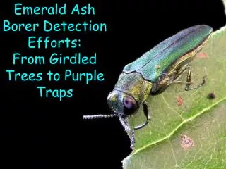 Emerald Ash Borer Detection Efforts: From Girdled Trees to Purple Traps