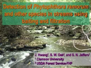 Detection of Phytophthora ramorum and other species in streams using baiting and filtration