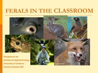 FERALS IN THE CLASSROOM
