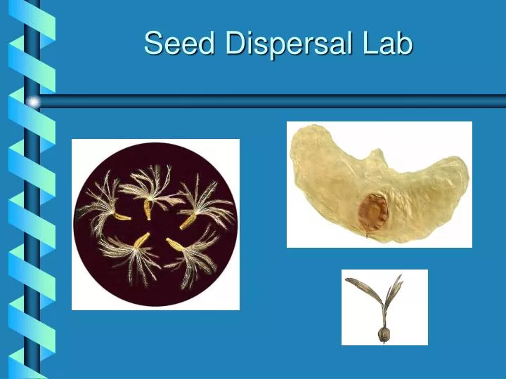 seed dispersal lab