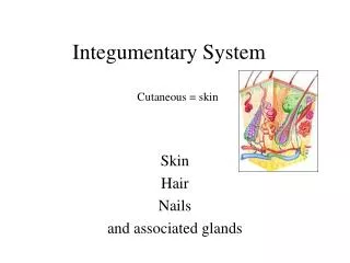 Integumentary System