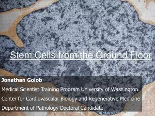 Stem Cells from the Ground Floor