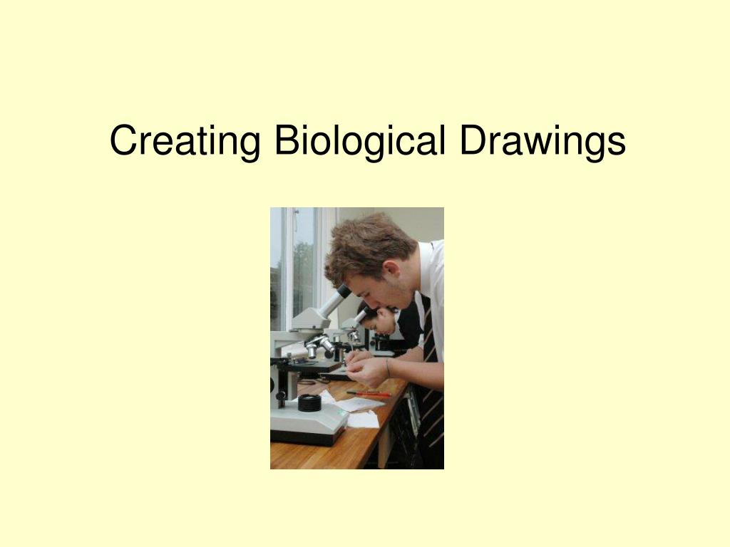 PPT - Creating Biological Drawings PowerPoint Presentation, free ...