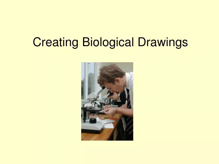 creating biological drawings