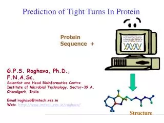 Prediction of Tight Turns In Protein