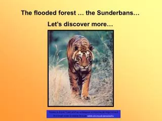 The flooded forest … the Sunderbans… Let’s discover more…