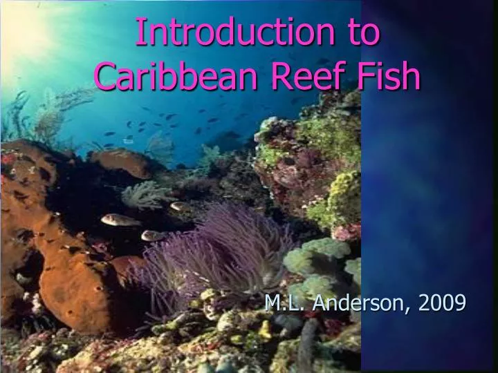 introduction to caribbean reef fish