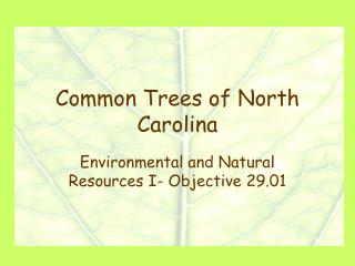 Common Trees of North Carolina
