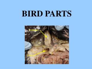 BIRD PARTS