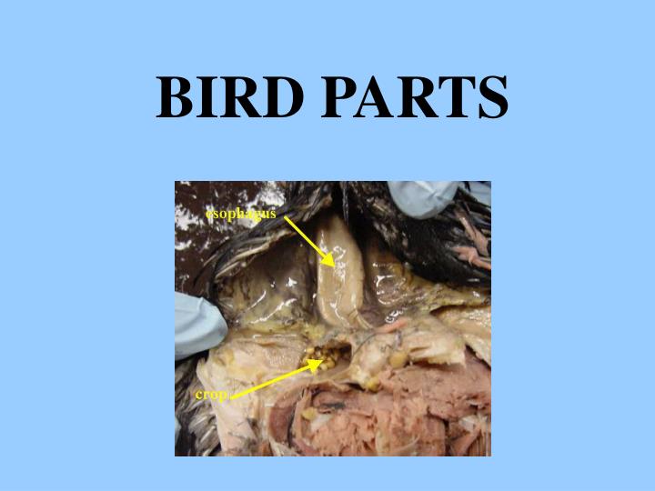 bird parts
