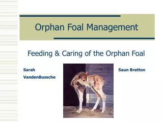 Orphan Foal Management