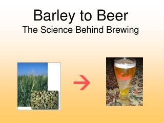 Barley to Beer The Science Behind Brewing