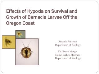 Effects of Hypoxia on Survival and Growth of Barnacle Larvae Off the Oregon Coast