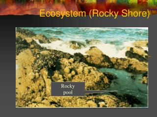Ecosystem (Rocky Shore)