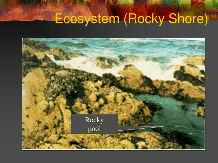 ecosystem rocky shore