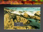 Ecosystem (Rocky Shore) - slide 1