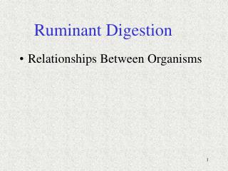 Ruminant Digestion