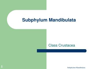 Subphylum Mandibulata
