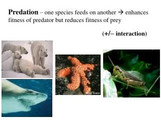 Predation – one species feeds on another  enhances fitness of predator but reduces fitness of prey