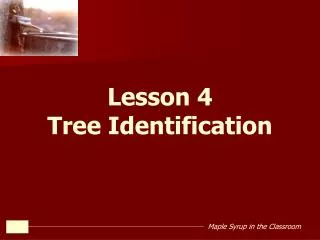 Lesson 4 Tree Identification