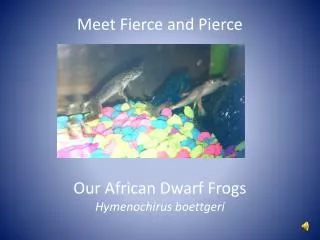 African dwarf frogs