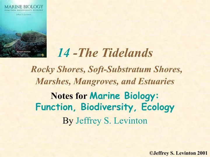 14 the tidelands rocky shores soft substratum shores marshes mangroves and estuaries