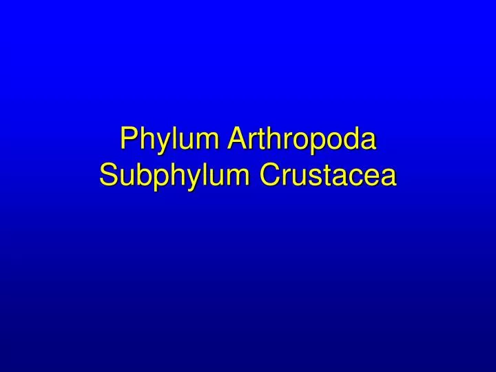 phylum arthropoda subphylum crustacea