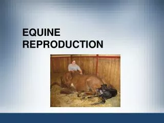 EQUINE REPRODUCTION