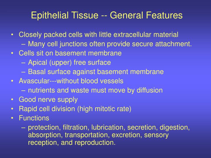 epithelial tissue general features